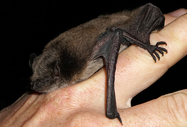 Teichfledermaus (Myotis dasycneme)